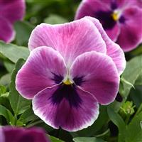 Top Wave™ Pink Shades Bloom