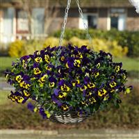 Top Wave™ Purple Sunburst Basket