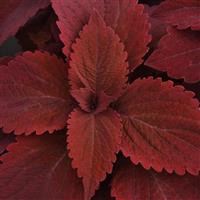 Coleus, Premium Sun Sweet Paprika™ Bloom