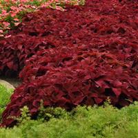 Coleus, Premium Sun Sweet Paprika™ Commercial Landscape 1