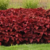 Coleus, Premium Sun Sweet Paprika™ Commercial Landscape 2