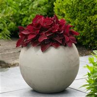 Coleus, Premium Sun Sweet Paprika™ Container