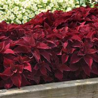Coleus, Premium Sun Sweet Paprika™ Landscape