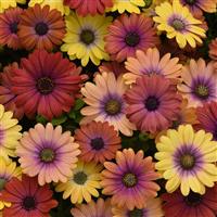 Akila<sup>®</sup> Hawaii Sunset Mixture Bloom