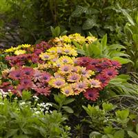 Akila<sup>®</sup> Hawaii Sunset Mixture Garden