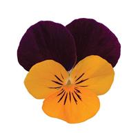 Sorbet<sup>®</sup> XP Orange Jump Up Bloom
