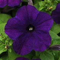 Pretty Flora™ Midnight Bloom