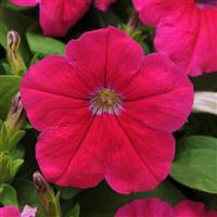 Pretty Flora™ Pink Bloom