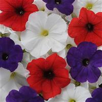 Pretty Flora™ Flag Mixture Bloom