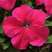 Pretty Grand™ Rose Bloom