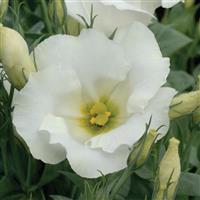 Sapphire White Bloom