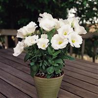 Sapphire White Container