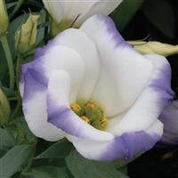 Sapphire Blue Chip Bloom