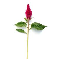 Sunday™ Cherry Single Stem, White Background