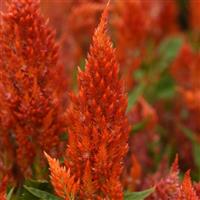 Sunday™ Orange Bloom