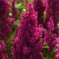 Sunday™ Purple Bloom