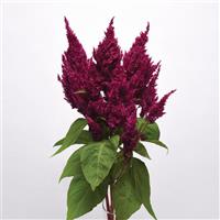 Sunday™ Purple Mono Vase, White Background
