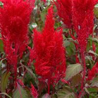 Sunday™ Red Bloom