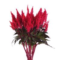 Sunday™ Red Mono Vase, White Background