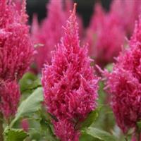 Sunday™ Dark Pink Bloom