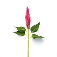 Sunday™ Bright Pink Single Stem, White Background