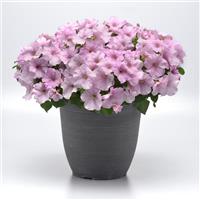 Easy Wave<sup>®</sup> Pink Pearl Container