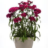 Dynasty Purple Container