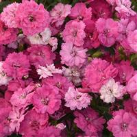 Dynasty Pink Magic Bloom