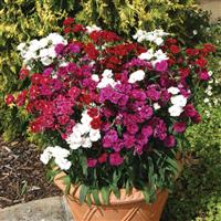 Dynasty Mixture Container