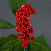 Neo™ Orange Bloom