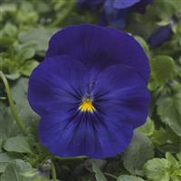 Cool Wave<sup>®</sup> Blue Bloom