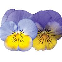 Cool Wave<sup>®</sup> Morpho Bloom