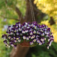 Cool Wave<sup>®</sup> Violet Wing Basket