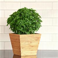 Basil Bonsai Container