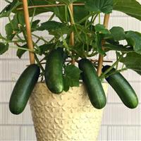 Edible Potted Cucumber Quick Snack Bloom