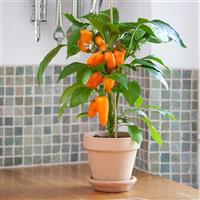 Fresh Bites Orange Container