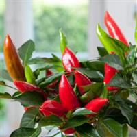 Edible Potted Pepper Hot Burrito Bloom