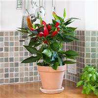 Edible Potted Pepper Hot Burrito Container