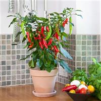 Edible Potted Pepper Hot Fajita Container