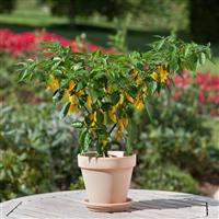 Edible Potted Pepper Hot Lemon Zest Container