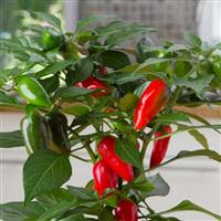 Edible Potted Pepper Tamale Bloom