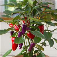 Edible Potted Pepper Cosmo Bloom