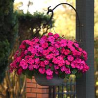 Solarscape<sup>®</sup> Magenta Bliss Basket