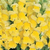 Cool Yellow Bloom