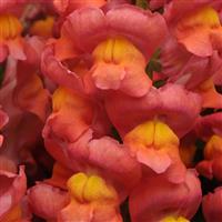 Maryland Orange Bloom