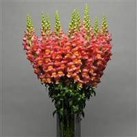 Maryland Orange Container