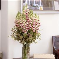 Maryland Plumblossom Container