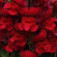 Maryland Red Bloom