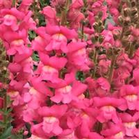 Maryland Rose Bloom