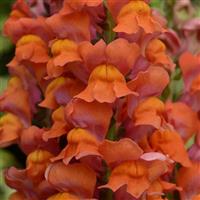 Maryland Dark Orange Bloom